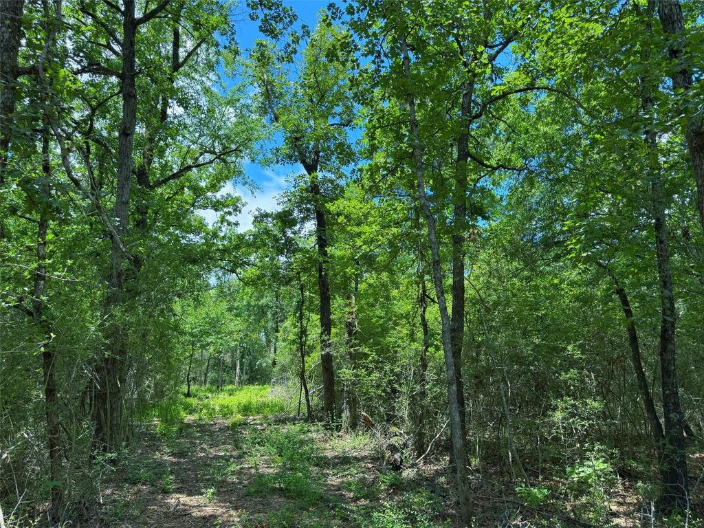TBD Cr 295, Oakwood, TX 75855