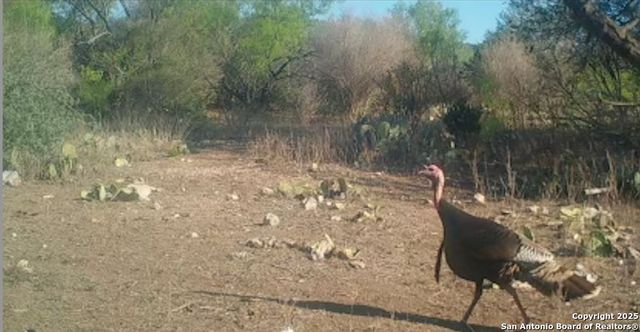 2733 Private Road 4560, Rocksprings, TX 78880