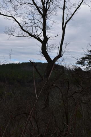 1075 Birds Eye Way Lot 1075, Guild, TN 37340