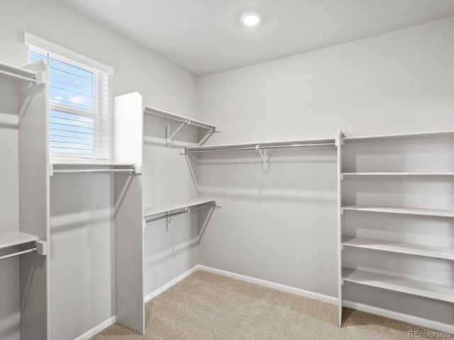 1629 Yampa River Drive, Windsor, CO 80550