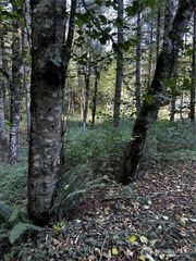 14413 109th Street SW, Gig Harbor, WA 98329