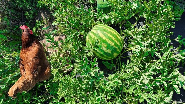 1891 S Quebec Way, Denver, CO 80231