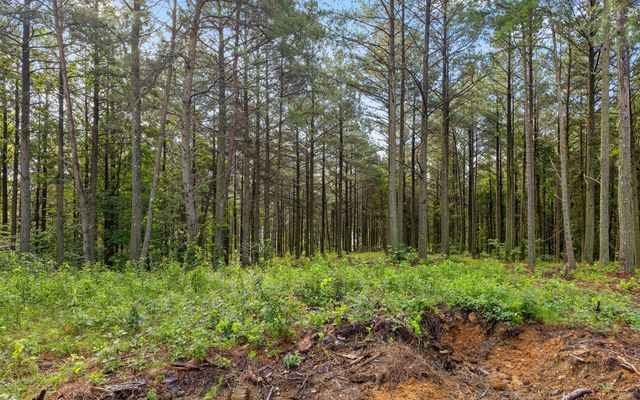 Lot 2142 Top Shelf Street, Guild, TN 37340