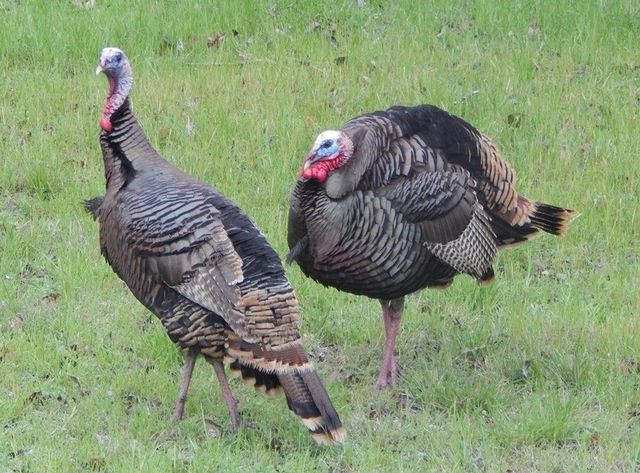 1017 White Bluff Drive, Whitney, TX 76692