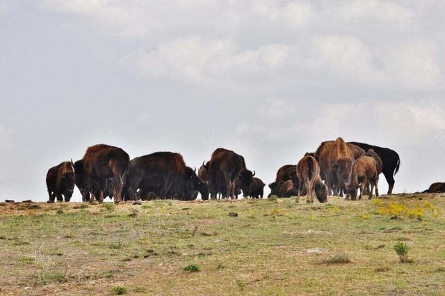 191 Greystone Drive, Hollister, MO 65672