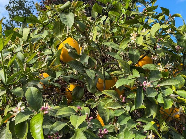 80394 Ave 48 126, Indio, CA 92201