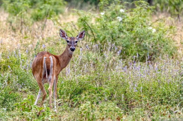 498 Camino Del Rancho, Concan, TX 78838