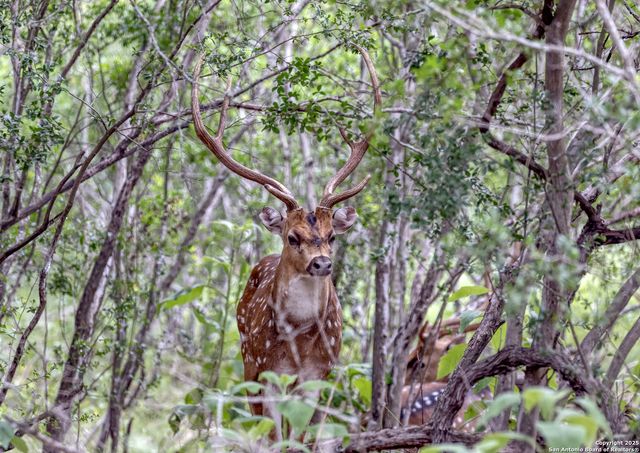 498 Camino Del Rancho, Concan, TX 78838