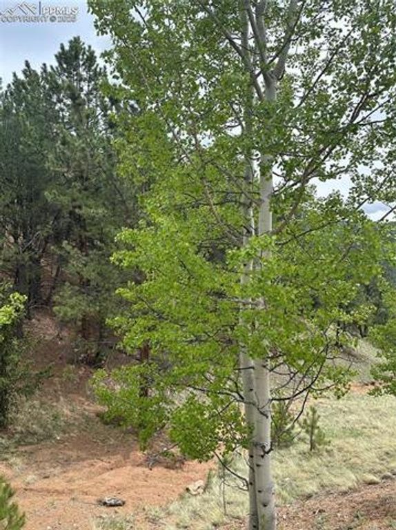 1600 Pikes Peak Drive, Divide, CO 80814 — photo 2