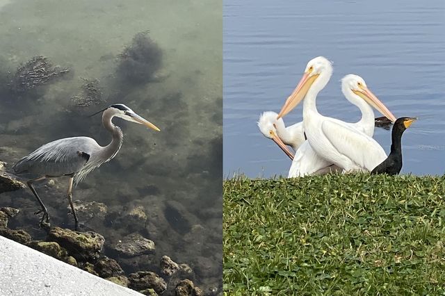 5215 COQUINA KEY DRIVE SE A, St Petersburg, FL 33705