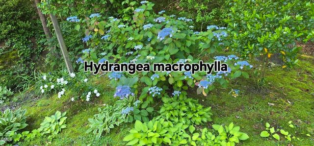 104 Natchez Court, Cary, NC 27519