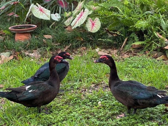 4850 WALNUT RIDGE ROAD, Land O Lakes, FL 34638