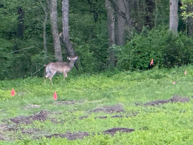 0 Plum Hollow Court, Dixon, IL 61021