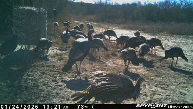 0 Blackbrush Spur, George West, TX 78022