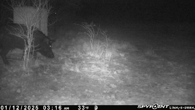 0 Blackbrush Spur, George West, TX 78022