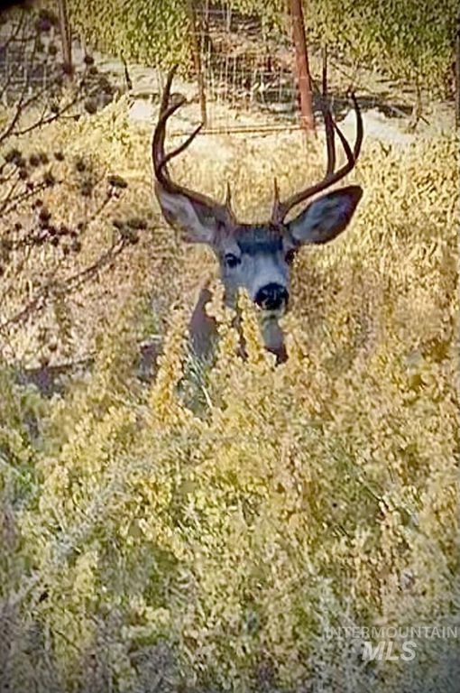 830 Snively Gulch Rd, Adrian, OR 97901 photo 20