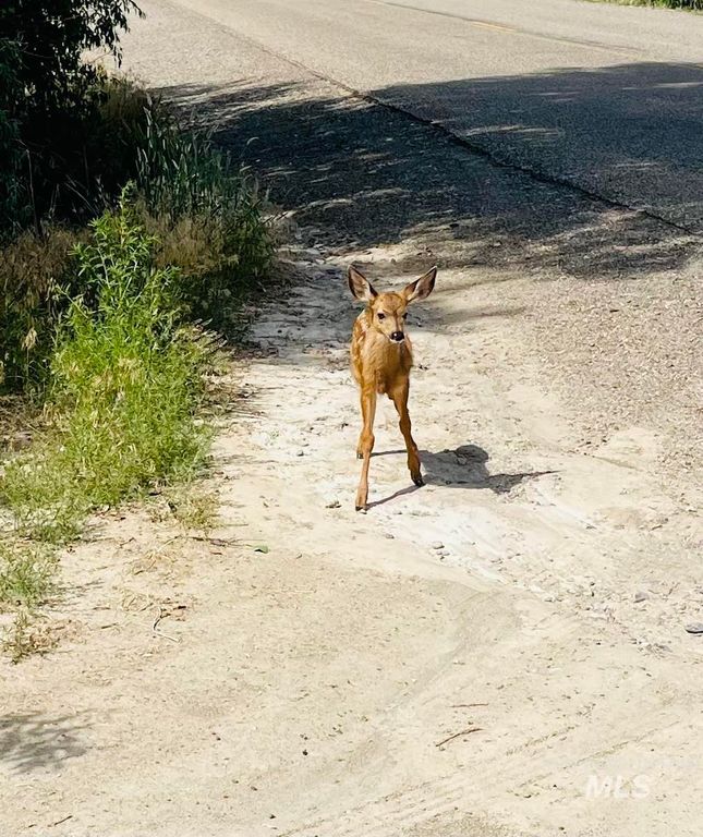 830 Snively Gulch Rd, Adrian, OR 97901 photo 35