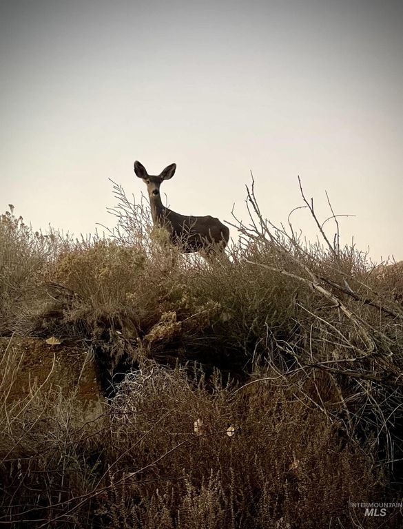 830 Snively Gulch Rd, Adrian, OR 97901 photo 5