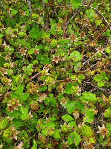 433 Wilderness Trail, Royse City, TX 75189