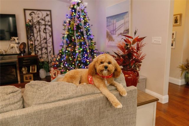 537 WOODLAWN CEMETERY ROAD, Gotha, FL 34734