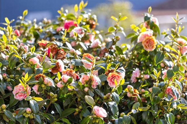 621 25th Avenue, San Francisco, CA 94121