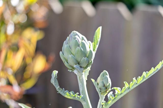 621 25th Avenue, San Francisco, CA 94121