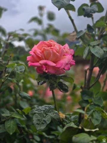 1358 CROSS ST, Ogden, UT 84404