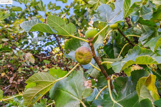 3412 Magnolia St, Oakland, CA 94608