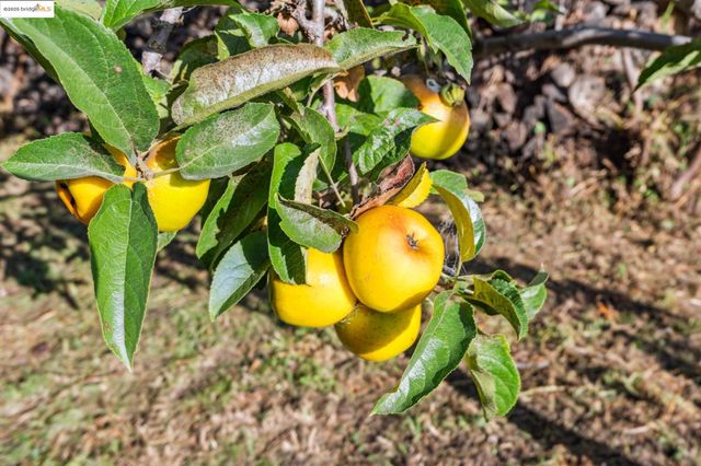 3412 Magnolia St, Oakland, CA 94608