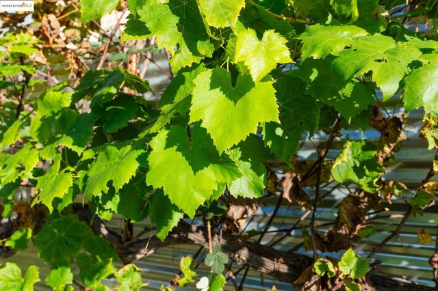 3412 Magnolia St, Oakland, CA 94608