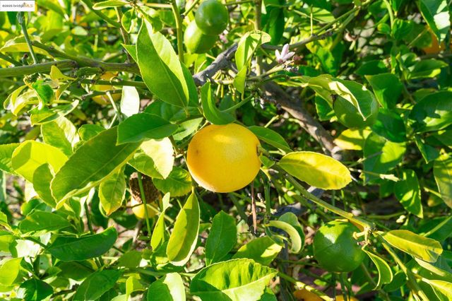 3412 Magnolia St, Oakland, CA 94608