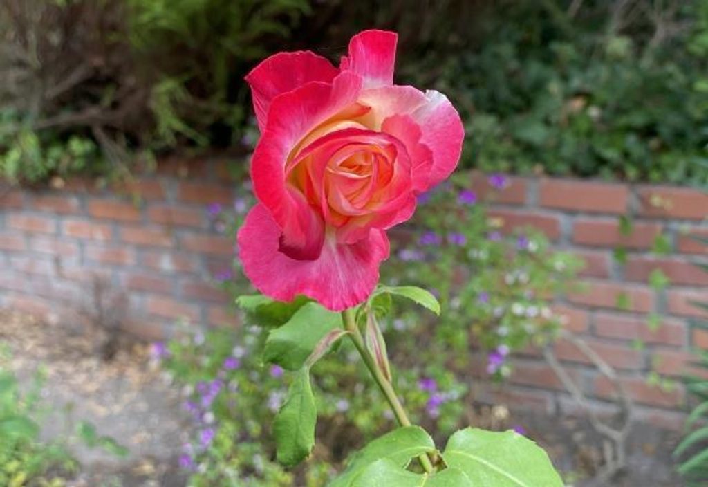 Image 39 of property listing at 25349 Flanders Drive, Carmel, CA 93923