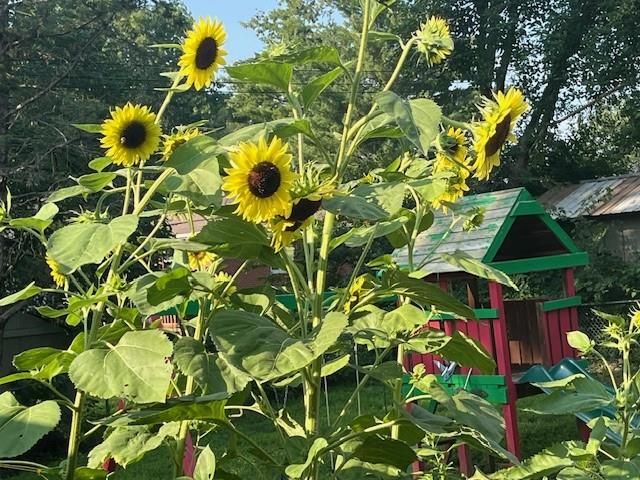 806 Galveston Drive, Liberty, MO 64068