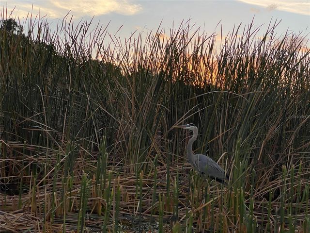 810 N TREMAIN STREET, Mount Dora, FL 32757