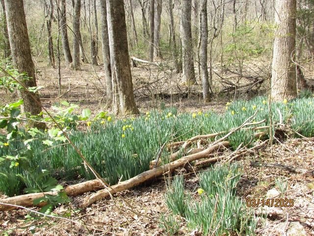 10.5 ac. Phillips Road, Young Harris, GA 30582