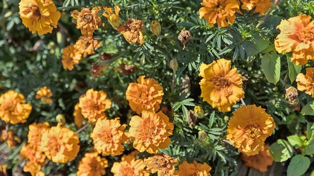 410 Wild Iris Way, Spring Hill, TN 37174