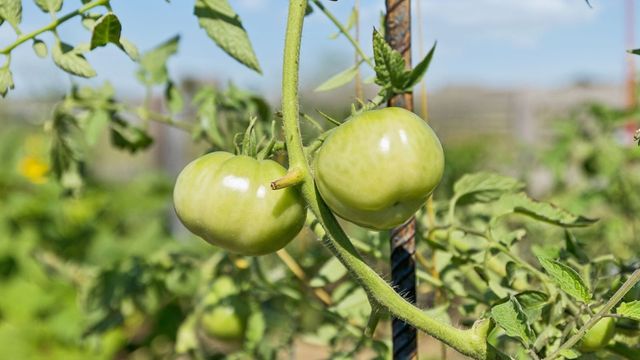 299 Harvest Point Blvd, Spring Hill, TN 37174