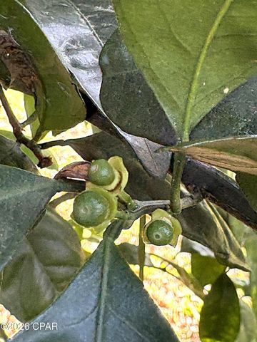 2874 Magnolia Blossom Lane, Marianna, FL 32446