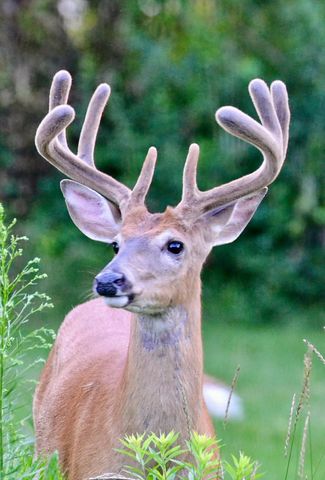 3710 60th Avenue SW, Rochester, MN 55902