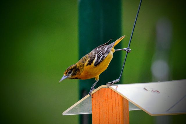 3710 60th Avenue SW, Rochester, MN 55902