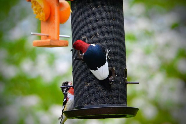 3710 60th Avenue SW, Rochester, MN 55902