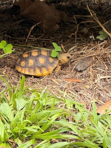 1176 W BUTTONBUSH DR, Beverly Hills, FL 34465