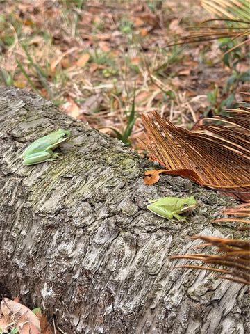 1176 W BUTTONBUSH DR, Beverly Hills, FL 34465