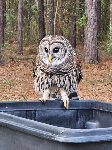 1176 W BUTTONBUSH DR, Beverly Hills, FL 34465