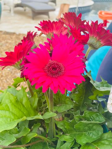 9731 Haven Port Lane, Ooltewah, TN 37363