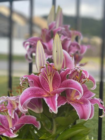 9731 Haven Port Lane, Ooltewah, TN 37363