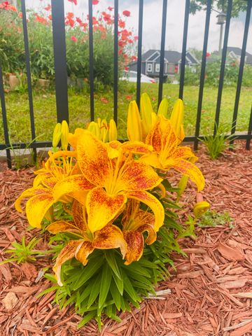 9731 Haven Port Lane, Ooltewah, TN 37363