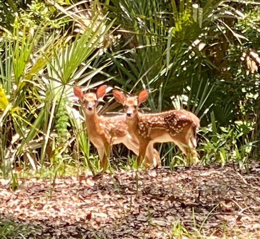 Image 34 of property listing at 4020 Marshwalk Trace 1, Seabrook Island, SC 29455