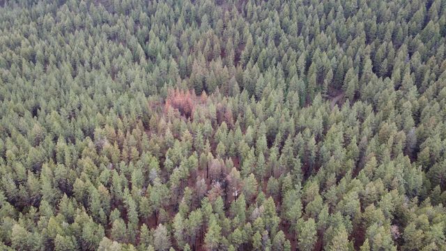 Xxx Coyote Ridge Ln, Ford, WA 99013