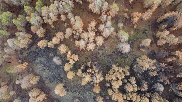 Xxx Coyote Ridge Ln, Ford, WA 99013